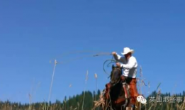 斑马交配视频,自然界的浪漫瞬间捕捉